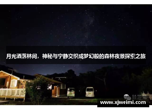 月光洒落林间，神秘与宁静交织成梦幻般的森林夜景探索之旅